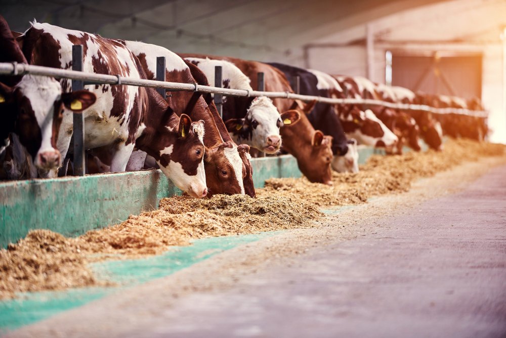 أعلاف مراعي الجبل - جودة عالية